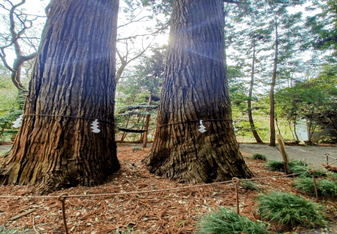 old trees in Japan natural environment